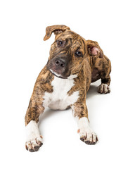 Brindle Boxer Puppy Lying Tilting Head