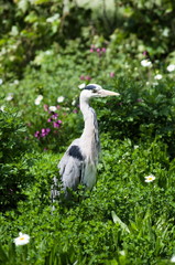 Fototapeta premium A great blue heron in the park