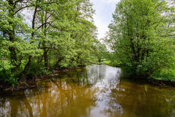 Fototapeta na wymiar Rzeka Rospuda pośród drzew, spływ kajakowy