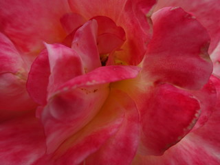 Close Up of a Pink Rose Flower, Floral Background 