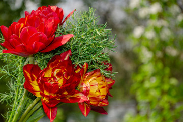 Beautiful bouquet of flowers. Terry red tulips and spurge. The beauty of fresh flowers