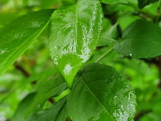 green leaf with drops of water
