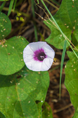 Flor de Batata Doce