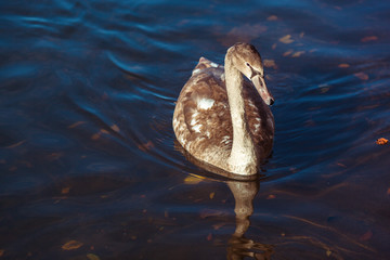 Obraz premium swan on the lake