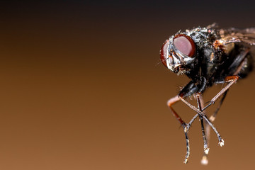 Extreme macro shot of a thirsty common fly