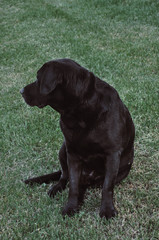 Black lab sitting 