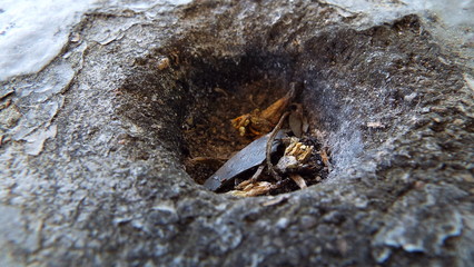 Close up of bugs home