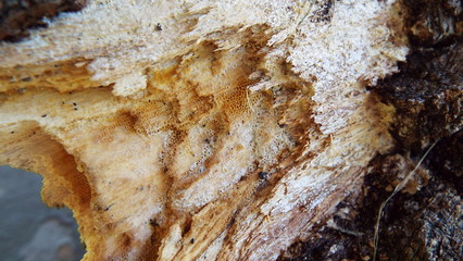 Close up of tree stump