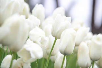 Bright and colorful flowers tulips on the background of spring landscape. Buds of tulips with fresh green leaves in soft lights at blur background with place for your text. Holland tulip bloom.