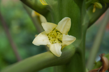 Papaya Flowers