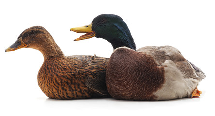 Two wild ducks.