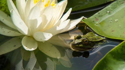 Grüner Frosch mit Seerose © Colorpicks