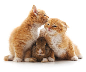 Kittens and rabbit.