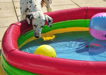 Dalmatian playing in the sun with water