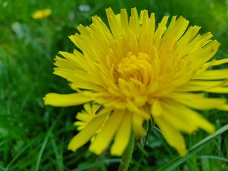 yellow dandelion on green background