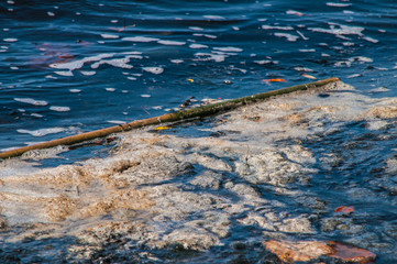 Fototapeta na wymiar pollution caused by organic matter and a bamboo floating on the waters of a lake in rbazil