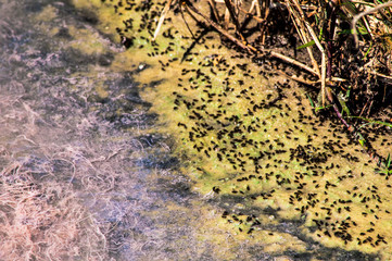 pink and green texture pattern of pollution caused by organic matter on a lake in brazil