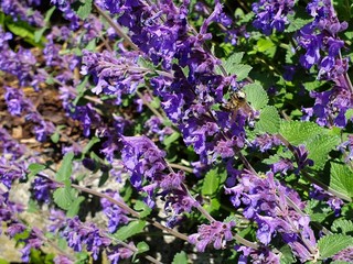 purple flowers background