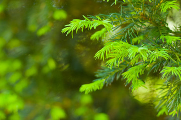 Branches of evergreen tree in spring. Fresh green fir branches. New branches of coniferous tree. New life