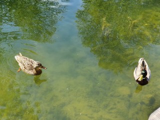 duck on the lake