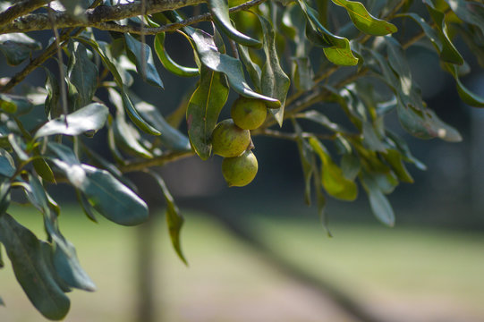 Organic fresh Macadamia nut on tree and plant in a farm in Sabie Mpumalanga South Africa