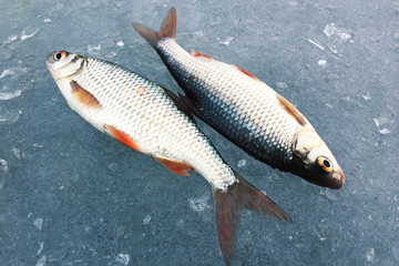 Winter fishing. Frozen fish lying on the ice. Winter sports activities