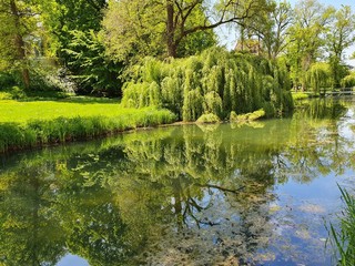 pond in the park