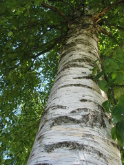 birch