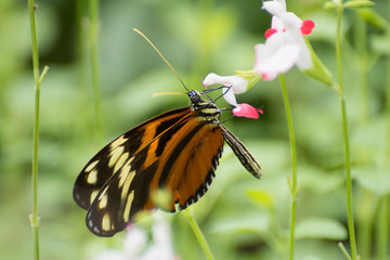Butterfly 2019-6 / Tiger Longwing (Heliconius Hecale)