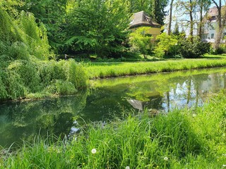 pond in the garden