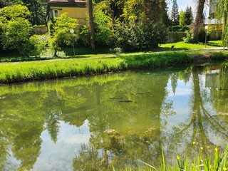 lake in the park