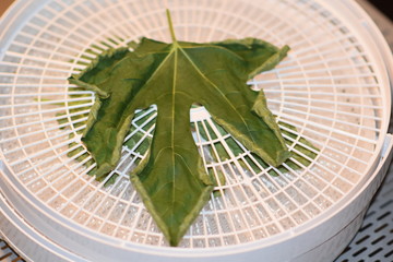 Dehydrated Fig Tree Leaves for Tea
