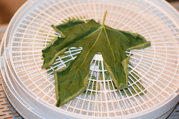 Dehydrated Fig Tree Leaves for Tea