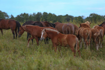 Obraz na płótnie Canvas herd of horses on a pasture