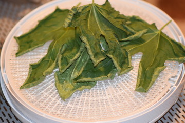 Dehydrated Fig Tree Leaves for Tea