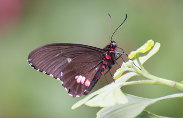 Butterfly 2019-7 / Red-sided swallowtail (Mimoides Phaon)
