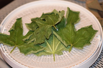 Dehydrated Fig Tree Leaves for Tea