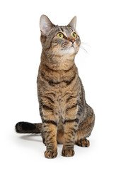 Brown Tabby Cat Sitting Looking Up