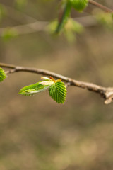 branch of tree with green leaves in spring