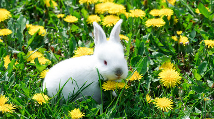 .white rabbit on green grass with yellow flowers