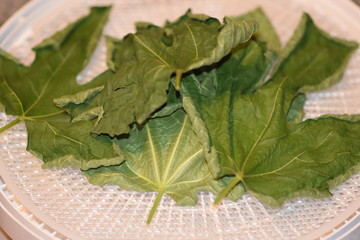 Dehydrated Fig Tree Leaves for Tea