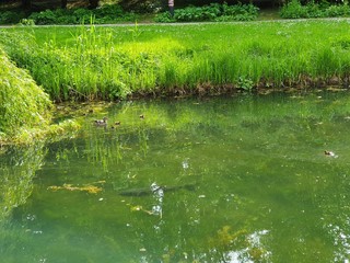 ducks on the river