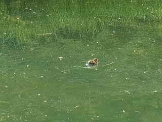 ducks in the pond, baby duck