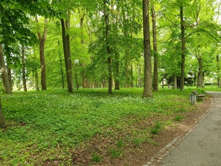 Fototapeta premium footpath in the park