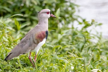 green grass, red eyes 7