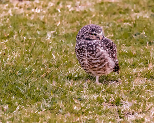 Sleepy little owl waiting for darkness standing just on one foot