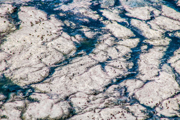 Texture of polluted waters of a lake with insects on top of it