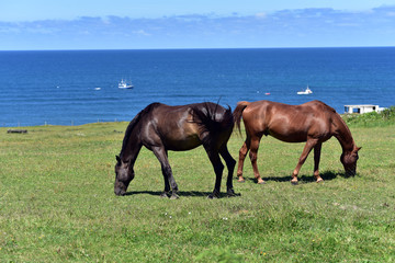 Wild horses with saddle at the Santander, Spain, blurred sea in the background.