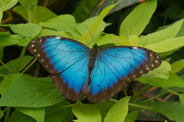 Butterfly 2019-12 / Blue morpho butterfly (Morpho peleides)