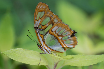 Butterfly 2019-14 / Malachite Butterfly (Siproeta stelenes)